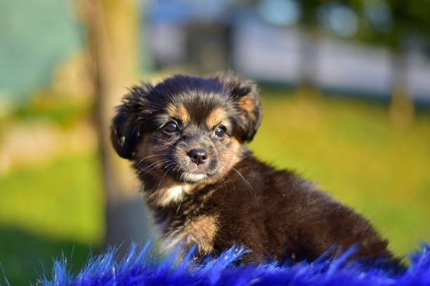 Havanese Bichon Havanais Puppy Dog Stock Photo Download Image Now Animal Animal Body Animal Body Part iStock