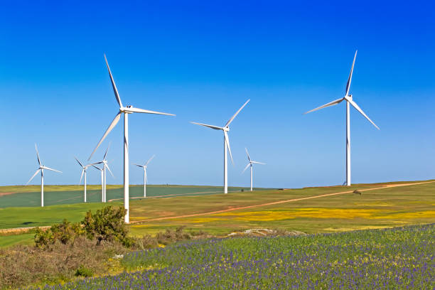 Wind Turbines in flowering fields in spring, South Africa Nine large wind turbines in fields of yellow and blue wildflowers in Western Cape, South Africa western cape province stock pictures, royalty-free photos & images