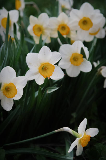 istock Beautiful daffodil flowers in a spring garden. 913079380