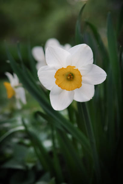 istock Beautiful daffodil flowers in a spring garden. 913079442