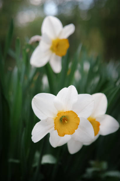 istock Beautiful daffodil flowers in a spring garden. 913079500