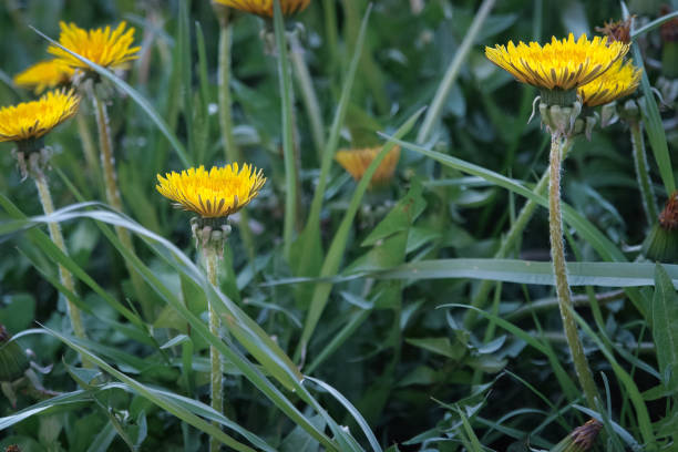 istock Dandelion flowers on a green spring field. 913081900