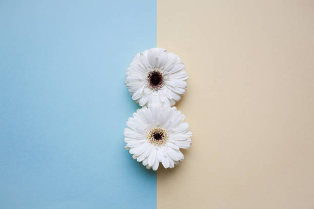 istock The international women's day background. 913082768