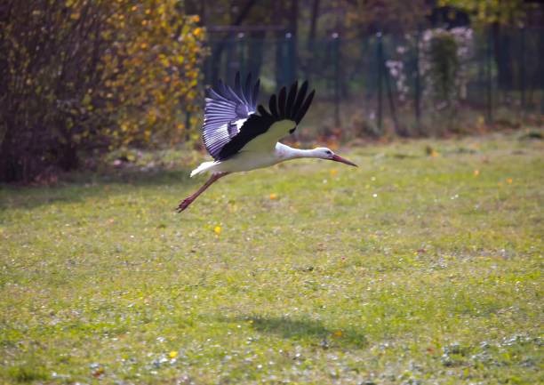 Stork starting from a meadow in Germany