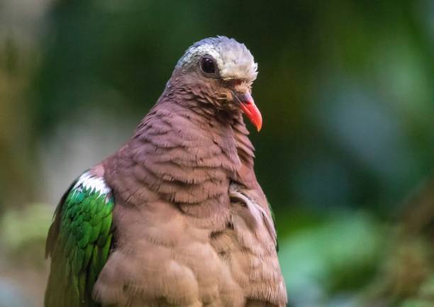istock Close up of a common emerald dove 913083356