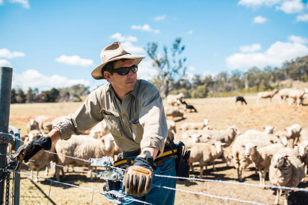 istock Shepard with his herd of sheep 913083806