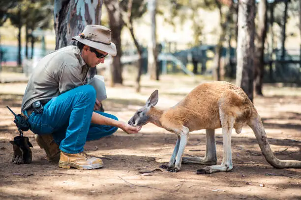 Kangaroo is eating out of a zoo keeper's hand