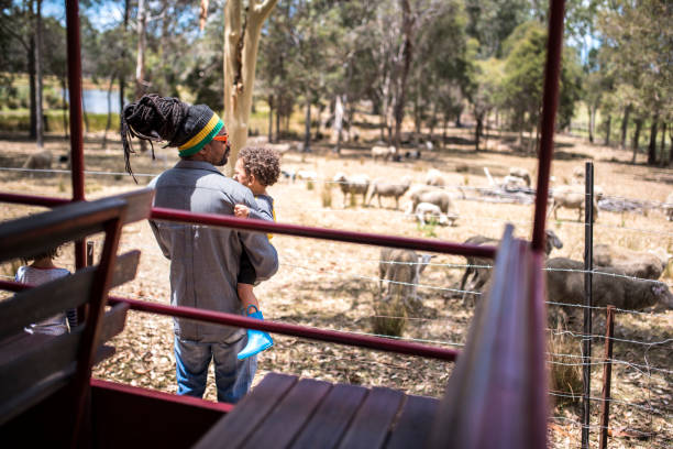 istock Father and son looking at a herd of sheep 913083868
