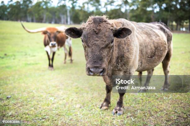 Bull Looking At Camera Stock Photo - Download Image Now - African Buffalo, Agricultural Field, Agriculture