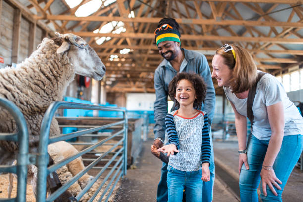 istock Children feeding a sheep on a farm 913083900