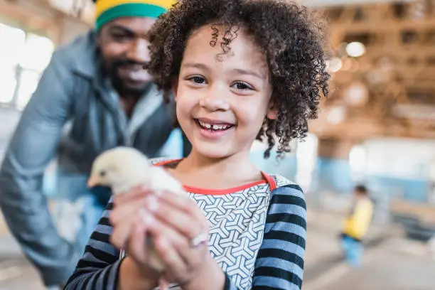 Young child holding a chicken on a farm