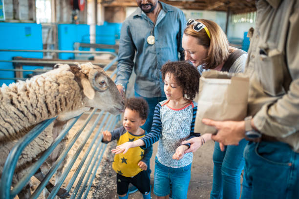 istock Children feeding a sheep on a farm 913083928