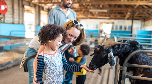 children feeding a goat on an australian farm - animals feeding animal child kid goat imagens e fotografias de stock