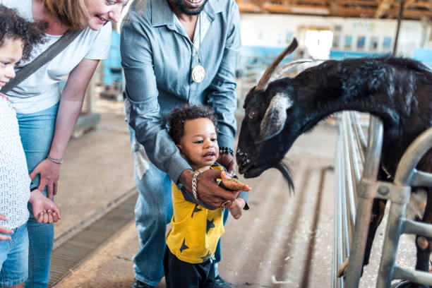 children feeding a goat on a farm - animals feeding animal child kid goat imagens e fotografias de stock