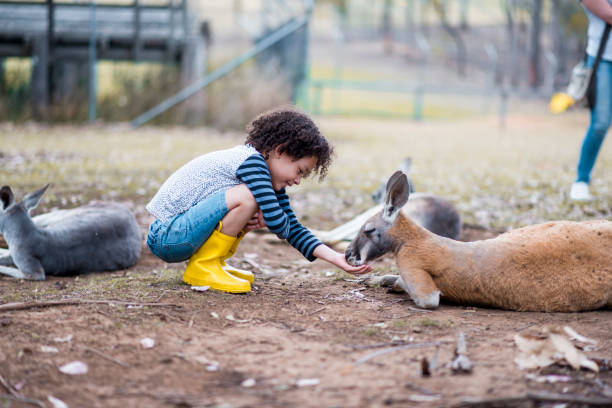 istock Child feeding a kangaroo on a farm 913083954