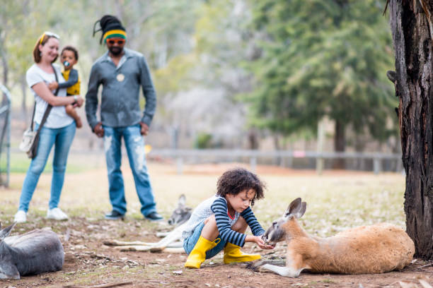 istock Family on a farm feeding a kangaroo 913083974