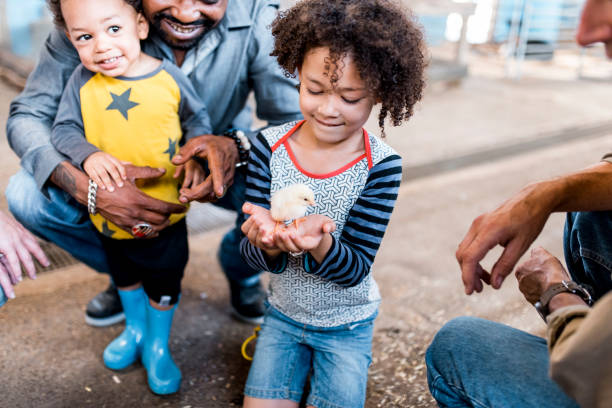 Young child holding a chicken on a farm