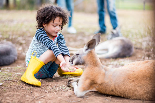 istock Child feeding a kangaroo on a farm in Australia 913083988