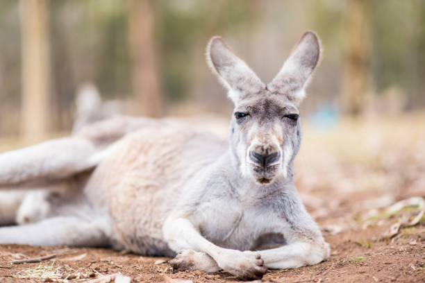A kangaroo looking at camera A kangaroo looking at camera eastern gray kangaroo stock pictures, royalty-free photos & images