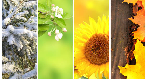 istock Four seasons of year 913084390