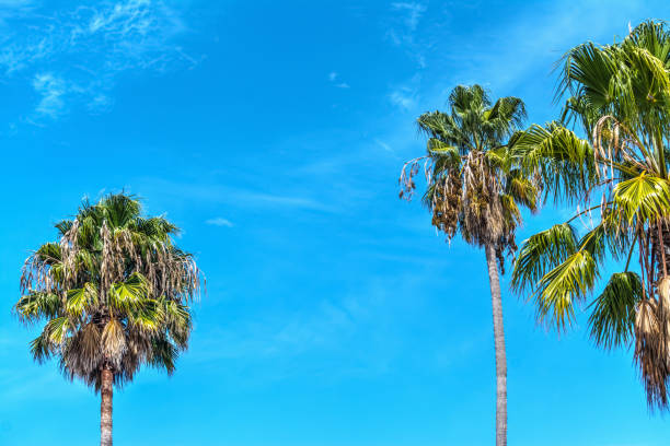 Palm trees under a blue sky in Los Angeles, California