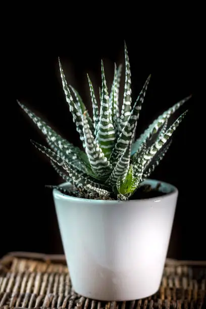 Photo of Beautiful haworthia attenuata over a black background.