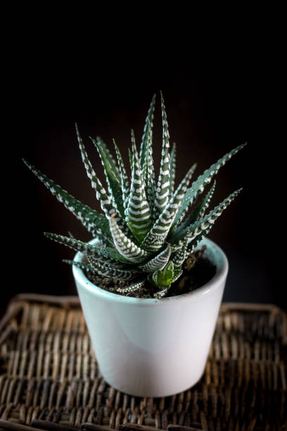 istock Beautiful haworthia attenuata over a black background. 913090480
