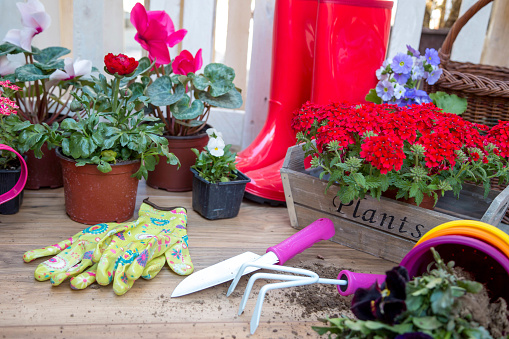 Gardening tools: watering can, flowers, gloves, spade, soil. Spring in the garden concept layout with free text space.