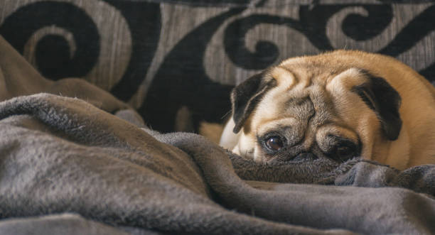 istock Dog breed Pug sleeping peacefully on the couch 913097980