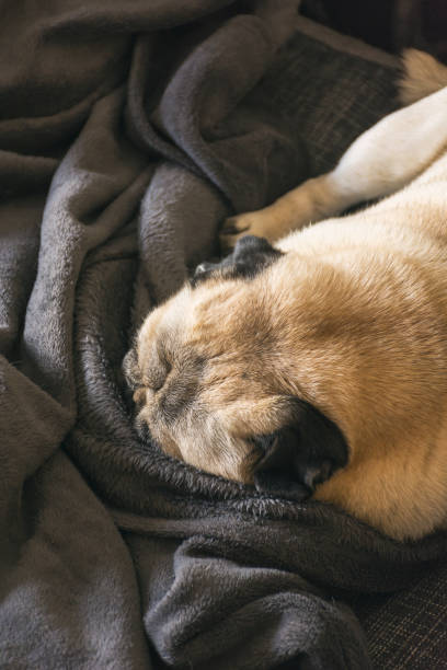 istock Dog breed Pug sleeping peacefully on the couch 913097986