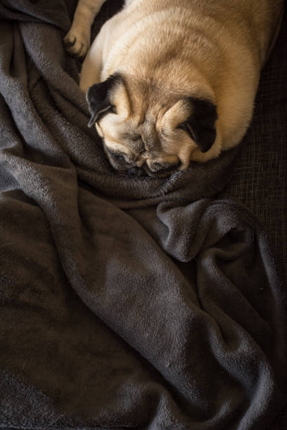 istock Dog breed Pug sleeping peacefully on the couch 913097994