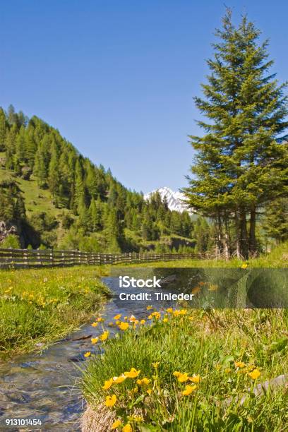 Idyllic Mountain Stream In South Tyrol Stock Photo - Download Image Now - Field Marigold, Italy, Meadow