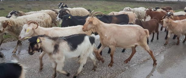 goats many in the road  heads