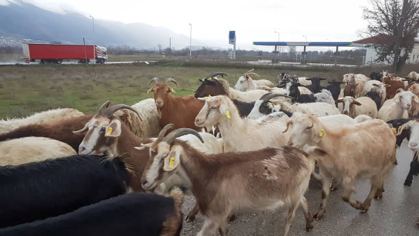 istock goats many in the road  heads 913102294