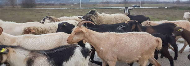 istock goats many in the road  heads 913102542