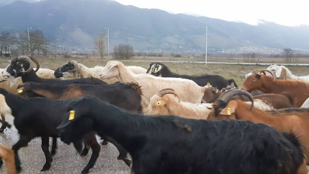 istock goats many in the road  heads 913104806