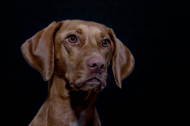 istock Portrait of a Magyar Vizsla 913104820
