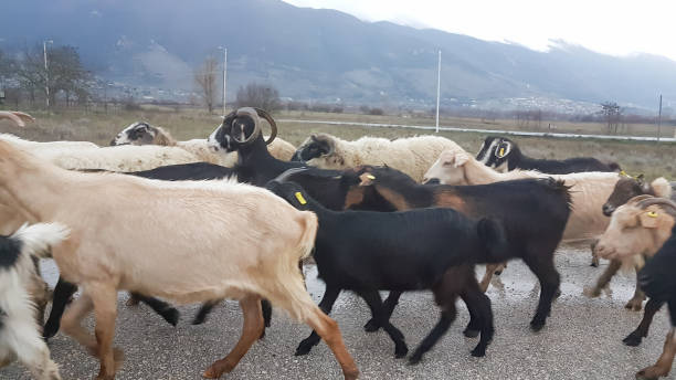 istock goats many in the road  heads 913104848