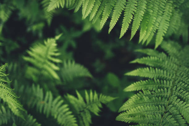 Fern Leaves In The Forest Natural pattern with fern leaves. fern stock pictures, royalty-free photos & images