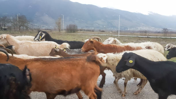 istock goats many in the road  heads 913105346