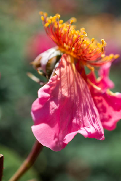 istock Rose flower without petals in the garden 913105374