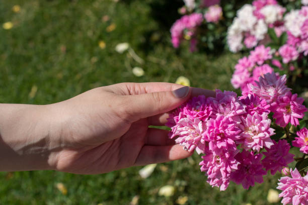 istock Beautiful fresh rose in hand 913105396