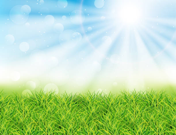 Spring or summer sunny day vector illustration. Spring or summer sunny day vector illustration. Green grass, rays of sun and bokeh. Landscape summer beauty stock illustrations