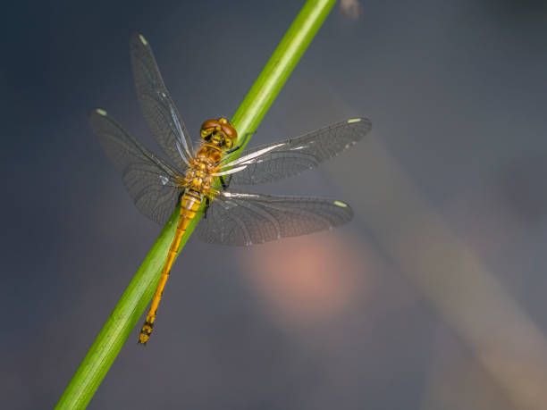 istock A dragonfly sits on a blade of grass. 913106460