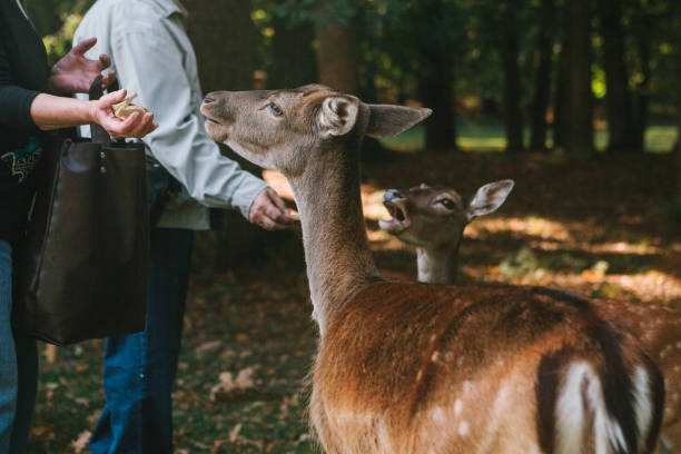 istock People feed a group of deer in the forest. Caring for animals. 913106576