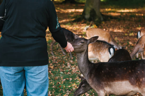 istock People feed a group of deer in the forest. Caring for animals. 913109444