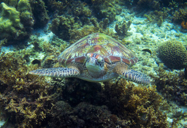 Sea turtle portrait in wild nature. Tropical island seashore nature. Sea turtle portrait in wild nature. Tropical island seashore nature. Sea tortoise snorkeling or diving banner. Olive green turtle underwater photo. Marine animal undersea. Wild nature of tropical sea pacific ridley turtle stock pictures, royalty-free photos & images