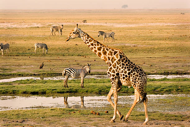 Chobe Riverfront  botswana stock pictures, royalty-free photos & images