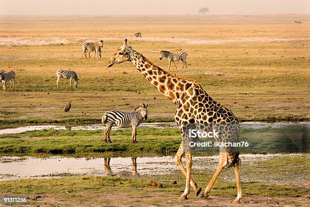 Chobe Riverfront Stock Photo - Download Image Now - Chobe National Park, Botswana, Giraffe