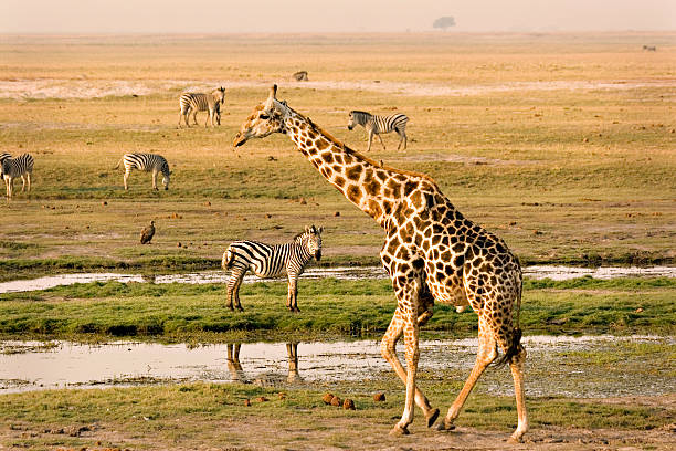 riverfront чобе - africa animal wildlife reserve horse family стоковые фото и изображения